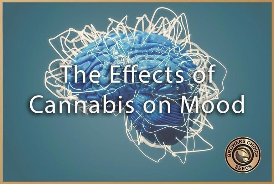 The Effects of Cannabis on Mood