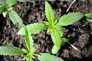 marijuana seeds blooming in oklahoma
