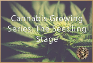 cannabis growing series the seedling stage