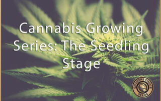 cannabis growing series the seedling stage