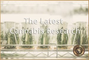 cannabis research