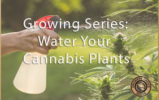 water your cannabis plants