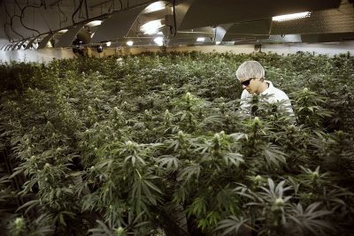 Cannabis Seeds For Sale in Edmonds Washington