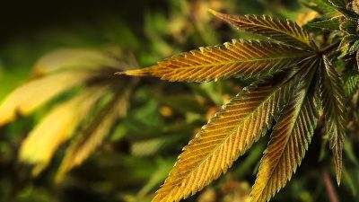 Cannabis Seeds For Sale in Sammamish Washington