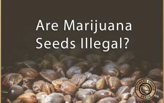 are marijuana seeds illegal