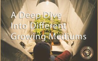 Deep dive into different growingg mediums
