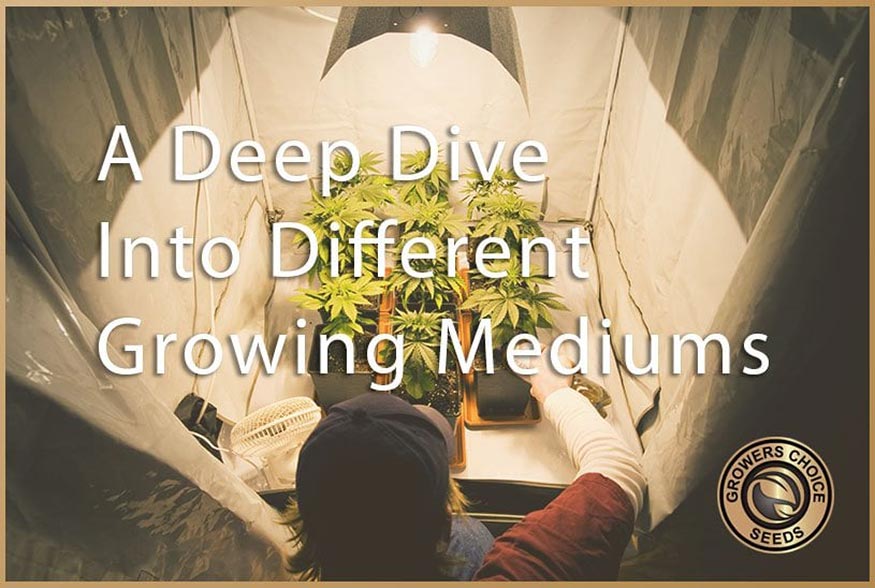 A Deep Dive Into Different Growing Mediums