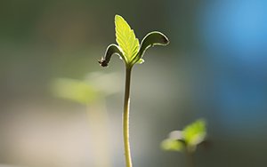 Cannabis seed growing