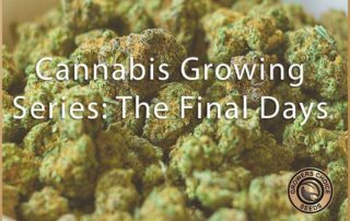 cannabis growing series the final day
