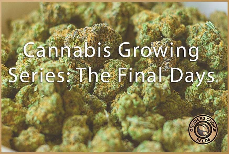 Cannabis Growing Series: The Final Days