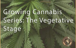 growing cannabis series the vegetative stage