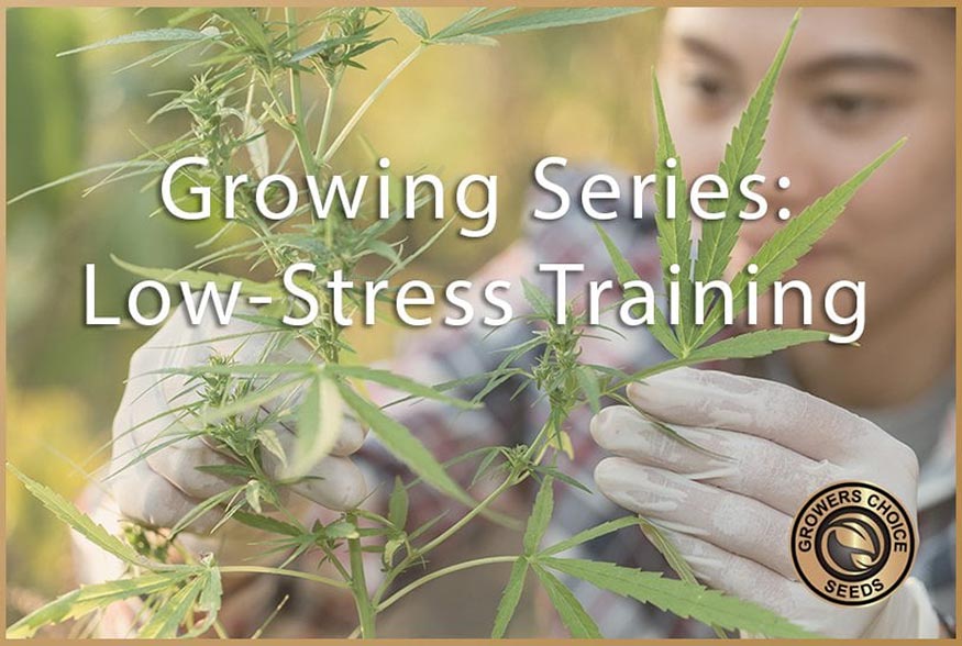 Cannabis Growing Series: Low-Stress Training
