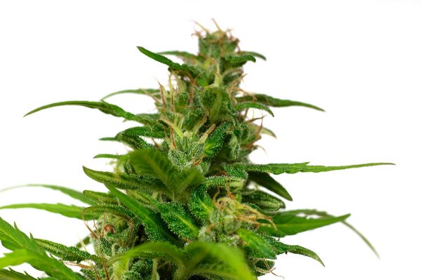 buy feminized cannabis seeds in Novi