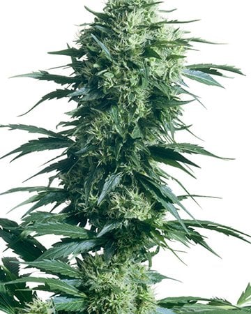 ak 47 plant