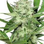 buy top feminized cannabis seeds Acapulco Gold