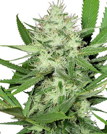 Buy Acapulco Gold Feminized Cannabis Seeds in Oakland