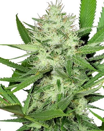 Buy Acapulco Gold Feminized Seeds | Growers Choice Seeds