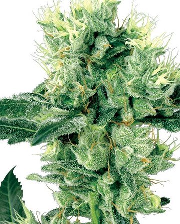 Buy Animal Crackers feminized cannabis seeds in Connecticut