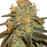 buy the best top cannabis seeds bruce banner