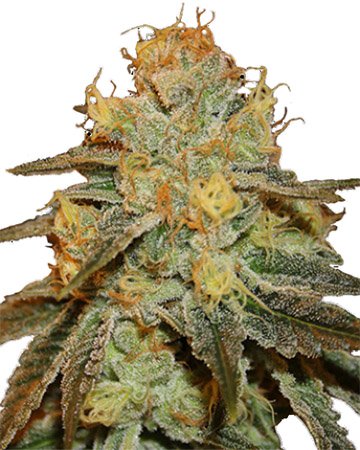 Buy Bruce Banner feminized cannabis seeds in Connecticut
