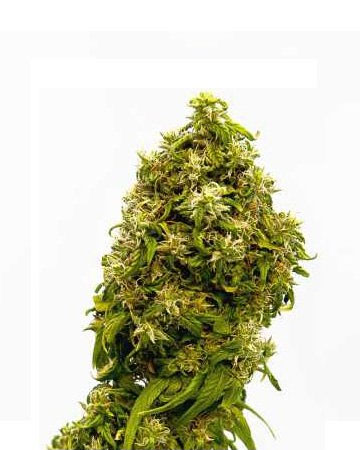 top cannabis seeds for sale forbidden fruit