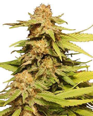 Buy-premium-seeds-Grape-Ape-Feminized-Cannabis-Seeds