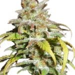 Harlequin CBD