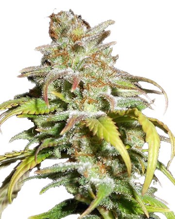 Buy Harlequin Feminized Cannabis Seeds in Oakland
