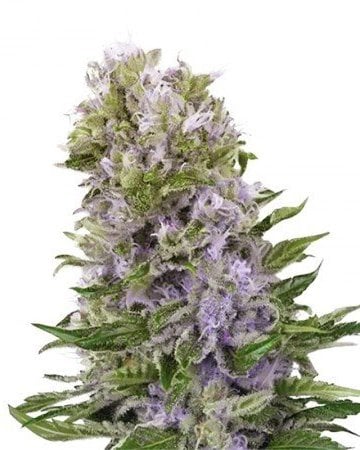 purple haze weed plant