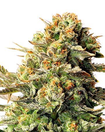 buy the best top cannabis seeds in