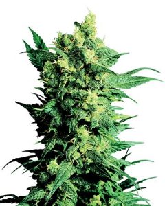 skywalker OG seeds fully grown in cannabis farm and ready for harvest