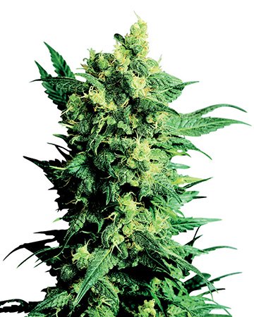 Buy Skywalker OG feminized cannabis seeds in Hialeah
