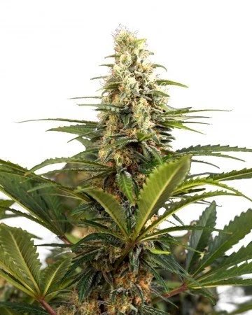 Buy Strawberry Cough Feminized Cannabis Seeds in Oakland
