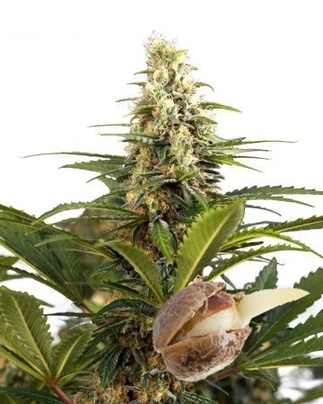 Strawberry Cough strain seeds