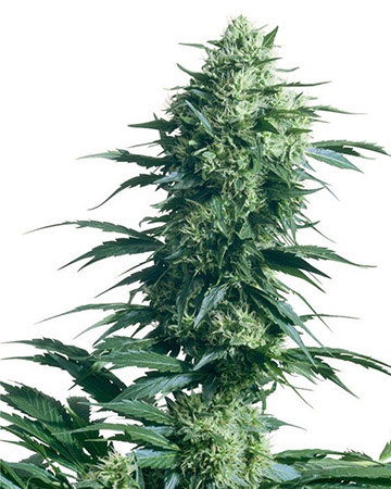 flowering trainwreck marijuana strain planted in a cannabis garden