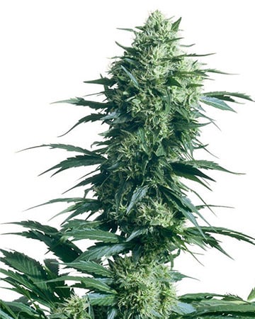 Aurora Cannabis Seeds - Growers Choice Seeds