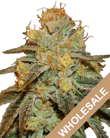 get wholesale prices on bruce banner marijuana seeds