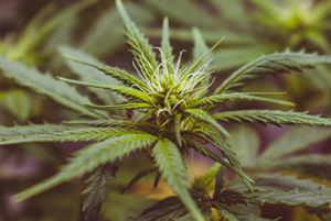 Shop for feminized cannabis seeds at GCS