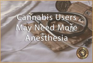 cannabis and anesthesia