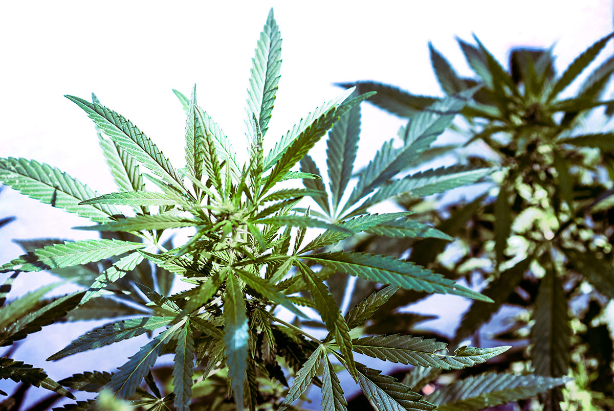 the best marijuana seeds for sale in Garden City