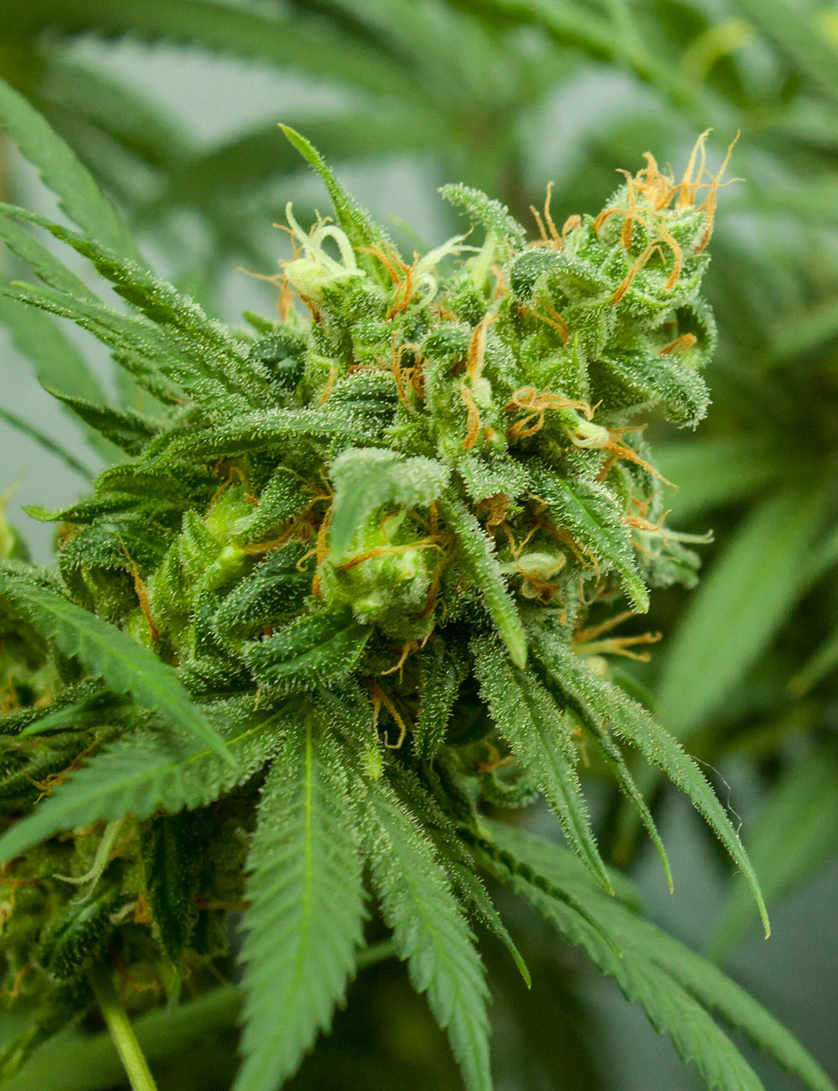 Pineapple Express feminized cannabis seeds