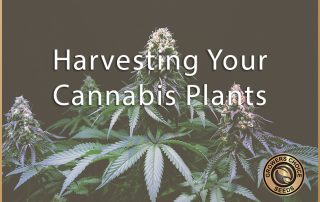 Harvesting