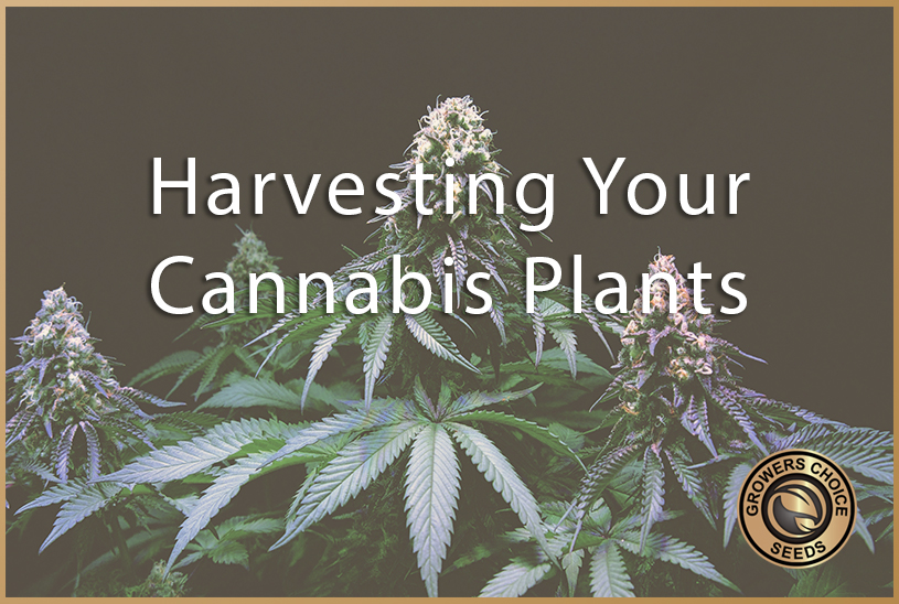 Cannabis Growing Series: Harvesting Your Plants