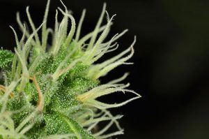 the best marijuana seeds for sale in lawrence