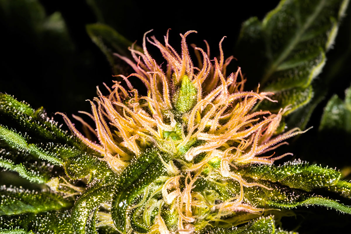 the best marijuana seeds for sale in Leawood