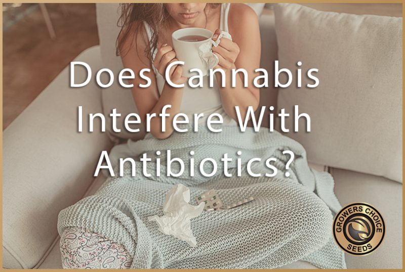 Can You Mix Antibiotics and Cannabis? Growers Choice Seeds