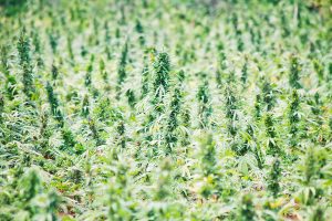 buy the best marijuana seeds in richland