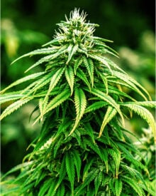 shop-premium-Pineapple-Express-Seeds
