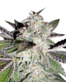 shop-your-choice-weed-seeds-Sunset Sherbet Seeds.jpg