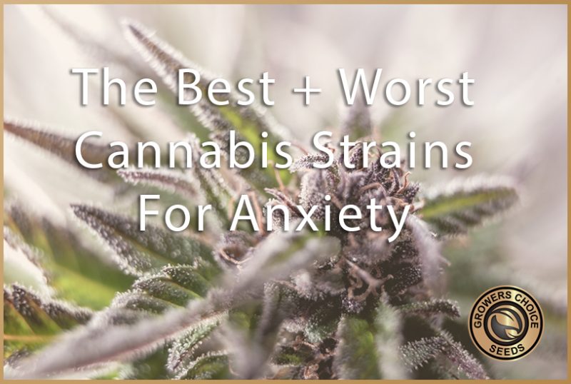 The Best And Worst Cannabis Strains For Stressful Days